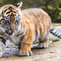 tiger-cub-dies-in-tirupati-zoo-park