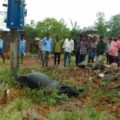 buffalo-died-due-to-electric-shock-2