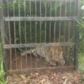 tirumala-caged-leopard