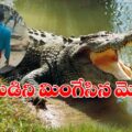 locals-killed-the-crocodile-that-swallowed-the-boy