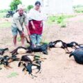 14-goats-died-in-dog-attack
