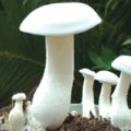 maja-maja-with-mushrooms