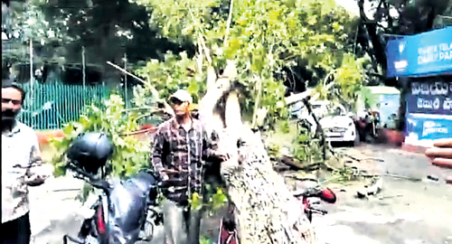 A huge tree fell in the assembly premises