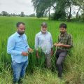 mandal-agriculture-officer-srikanth-inspected-the-crops