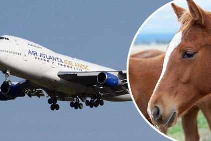 a-horse-that-escaped-from-its-cage-in-a-cargo-plane